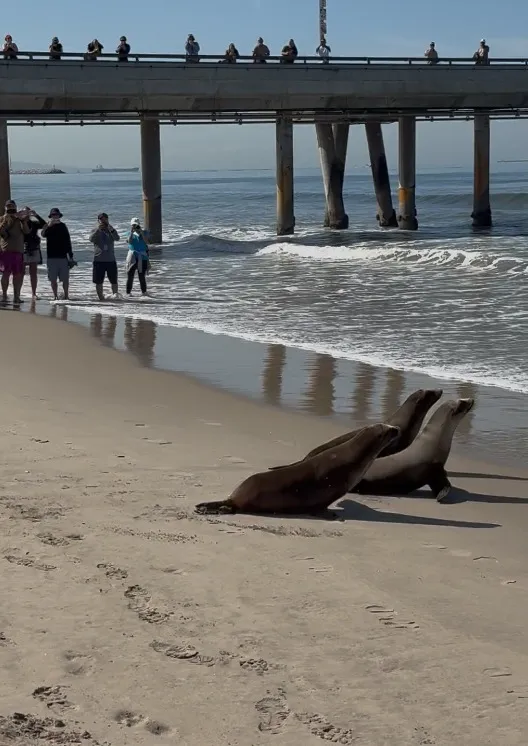 Three rescued sea lion pups on a sandy beach looking towards the Pacific Ocean as spectators watch from a pier and the shore.