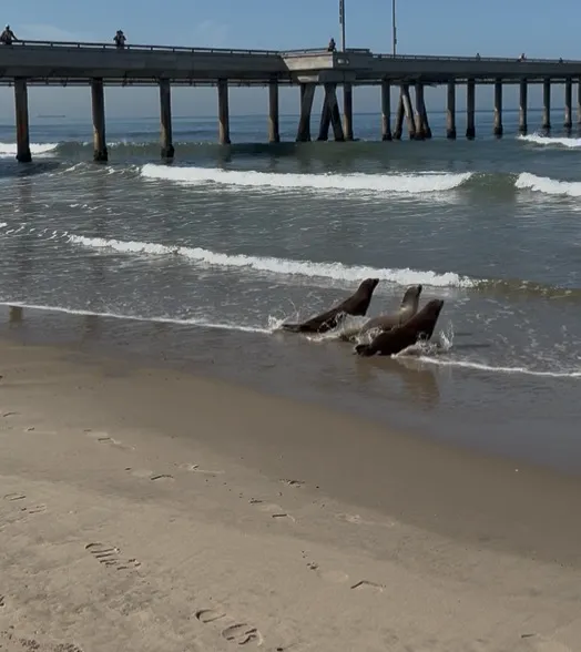 Three rescued sea lion pups return to the Pacific Ocean from a sandy beach, with a pier in the background.