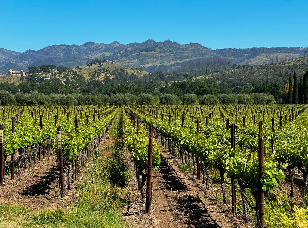 Napa Valley vineyard with rows of grapevines and mountains in the background.