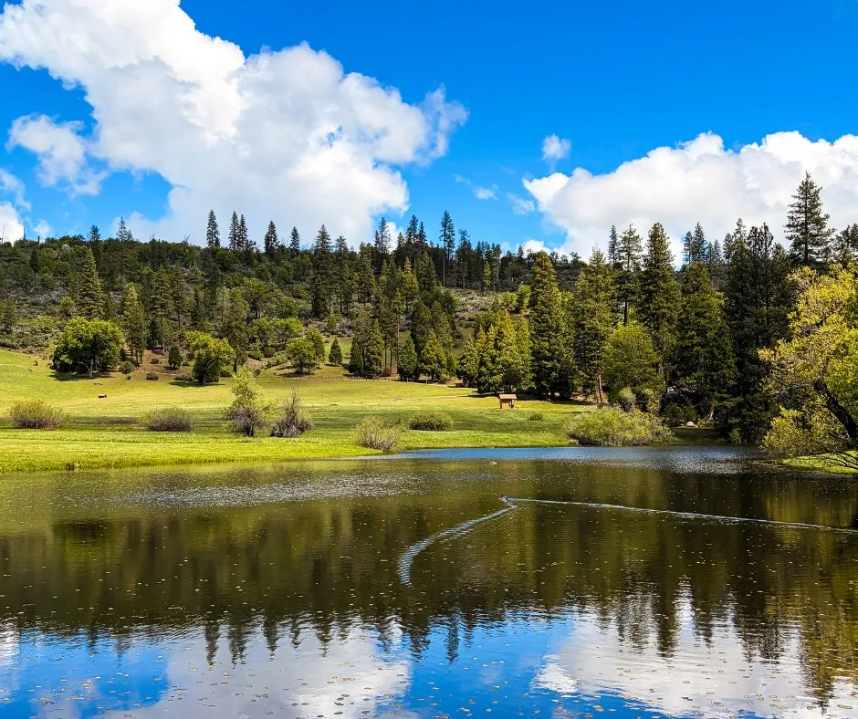A lake reflecting a blue sky with white clouds, surrounded by a green grassy landscape and a forest of pine trees.