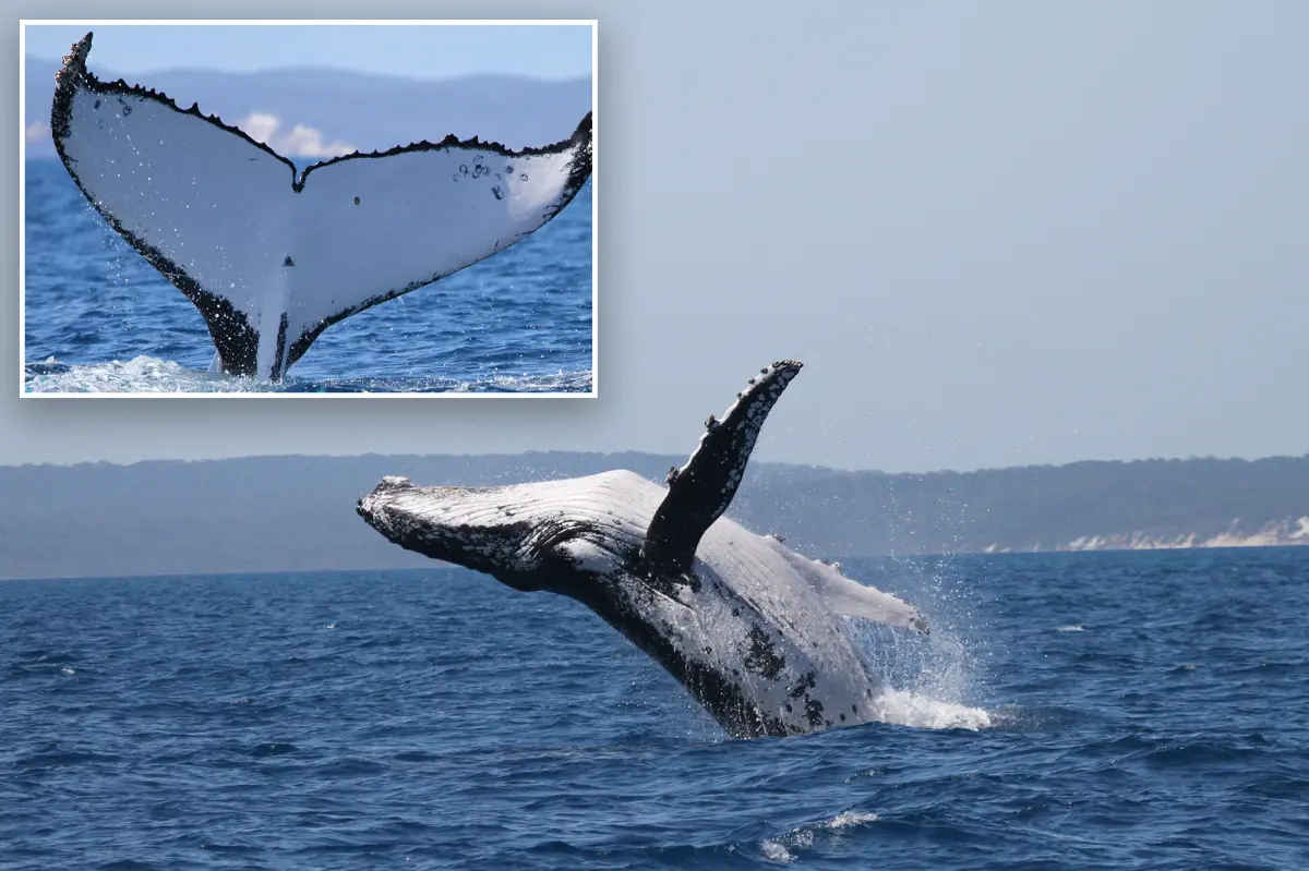 Two humpback whales break records in ‘a very rare event’