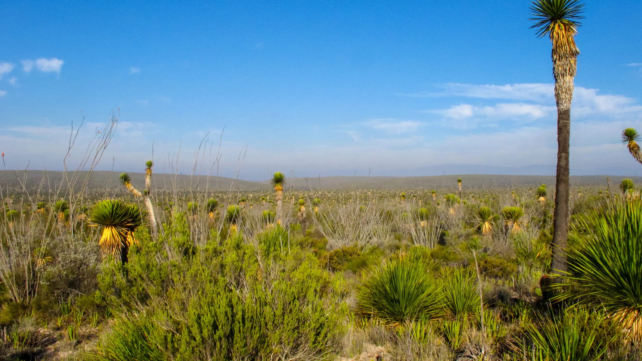 What the Desert Taught Me About Cinco de Mayo
