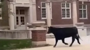 A black cow running in front of a brick building.
