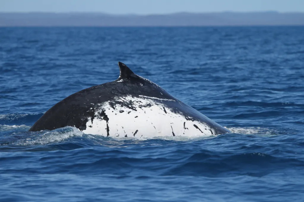 A humpback whale, black on top and white underneath, with its dorsal fin visible above the blue ocean water.