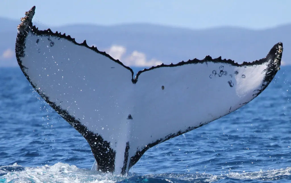 The tail markings of a humpback whale emerging from the water.