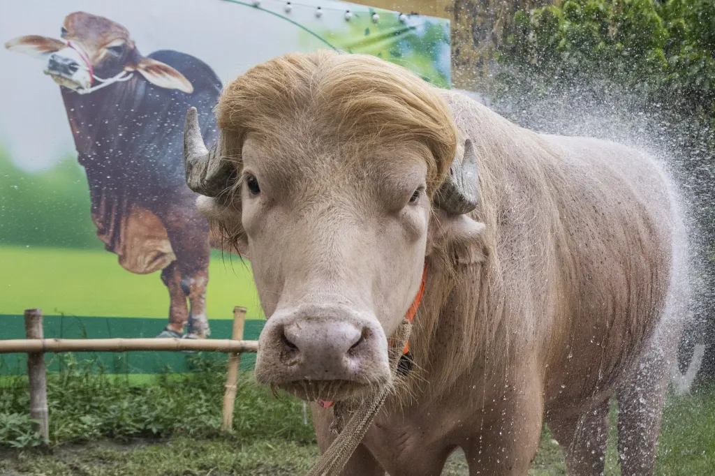 An albino buffalo, nicknamed "Donald Trump," being sprayed with water in Bangladesh.