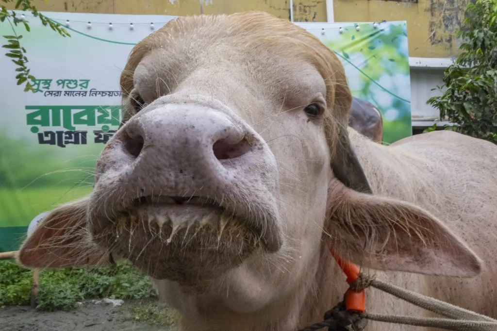 Close-up of an albino buffalo nicknamed "Donald Trump" with a green banner in the background.