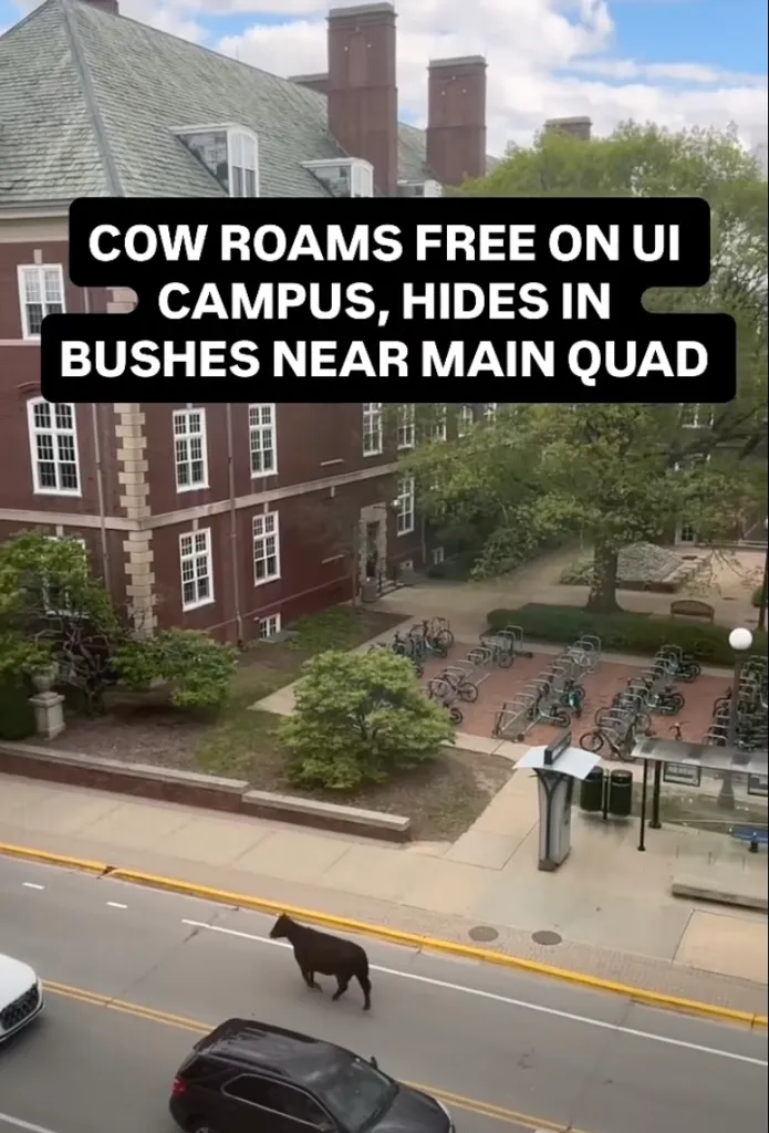 A cow walks across a street in front of a university building.