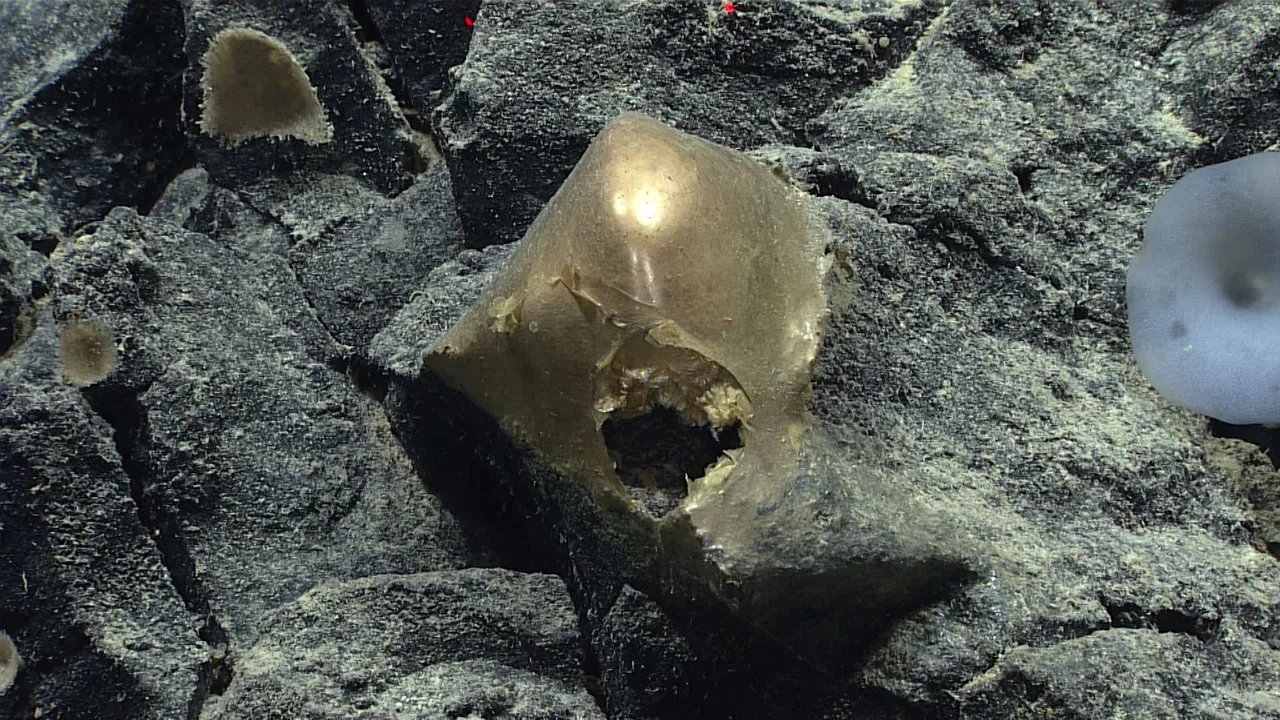 A ‘Golden Orb’ on the Ocean Floor Came From a Mysterious Animal
