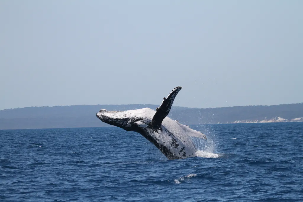 A humpback whale breaching out of the ocean.