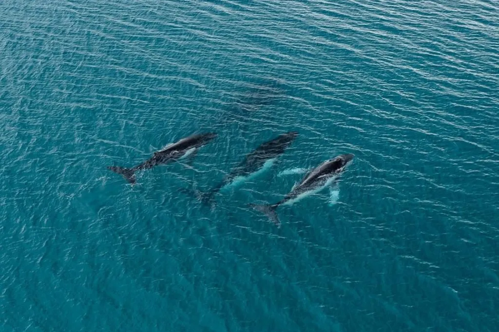 Three humpback whales swimming in blue ocean waters.