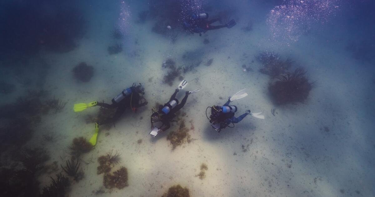 Underwater memorial to wrecked slave ship draws pilgrims seeking to connect with their roots