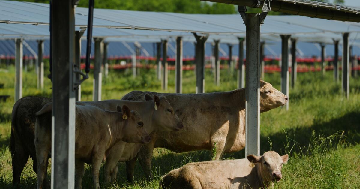 Solar ranch aims to prove grazing cattle under the panels is a farmland win-win