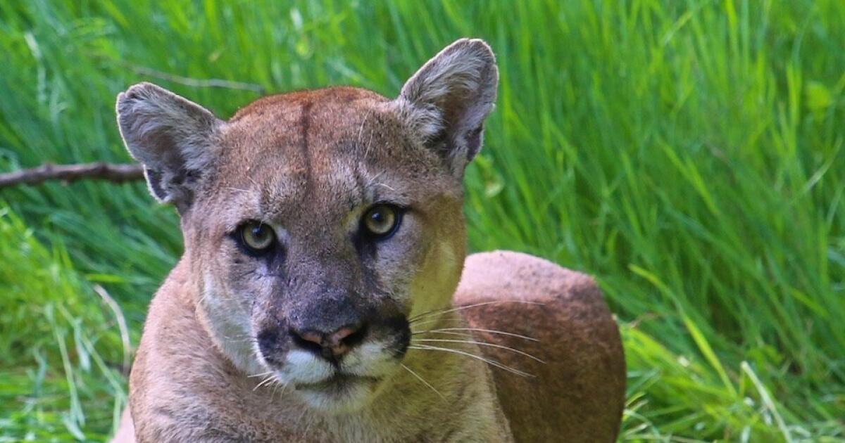 Mountain lion sighting reported in Santa Monica; residents told to stay indoors