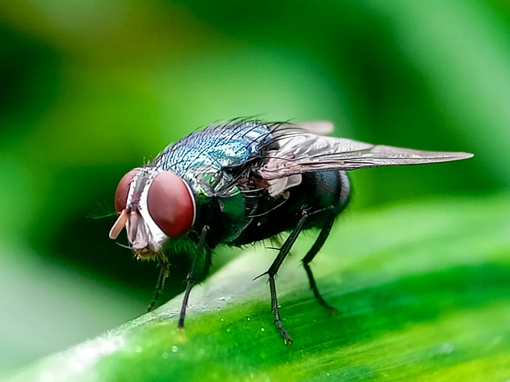 A close-up of a screw-worm fly with iridescent blue-green body and large red eyes, standing on a green leaf.