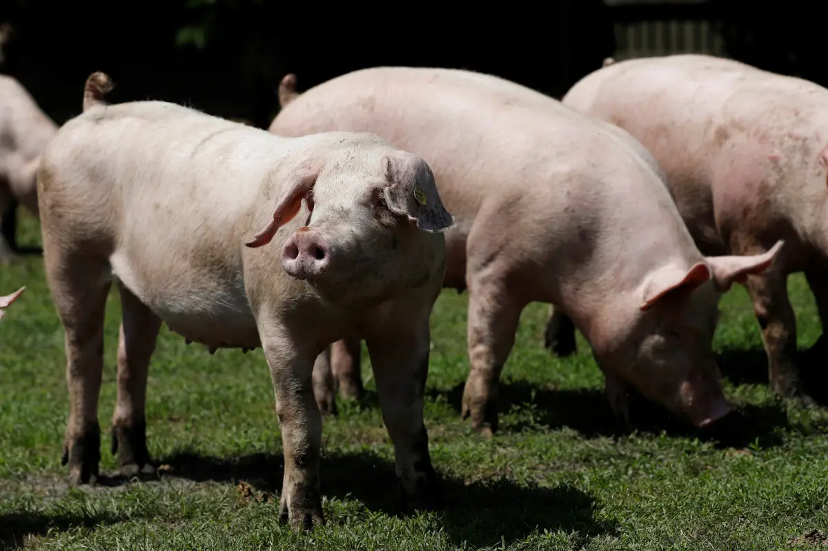 Hungary to kill 3,000 domestic pigs following country’s first report of African swine fever