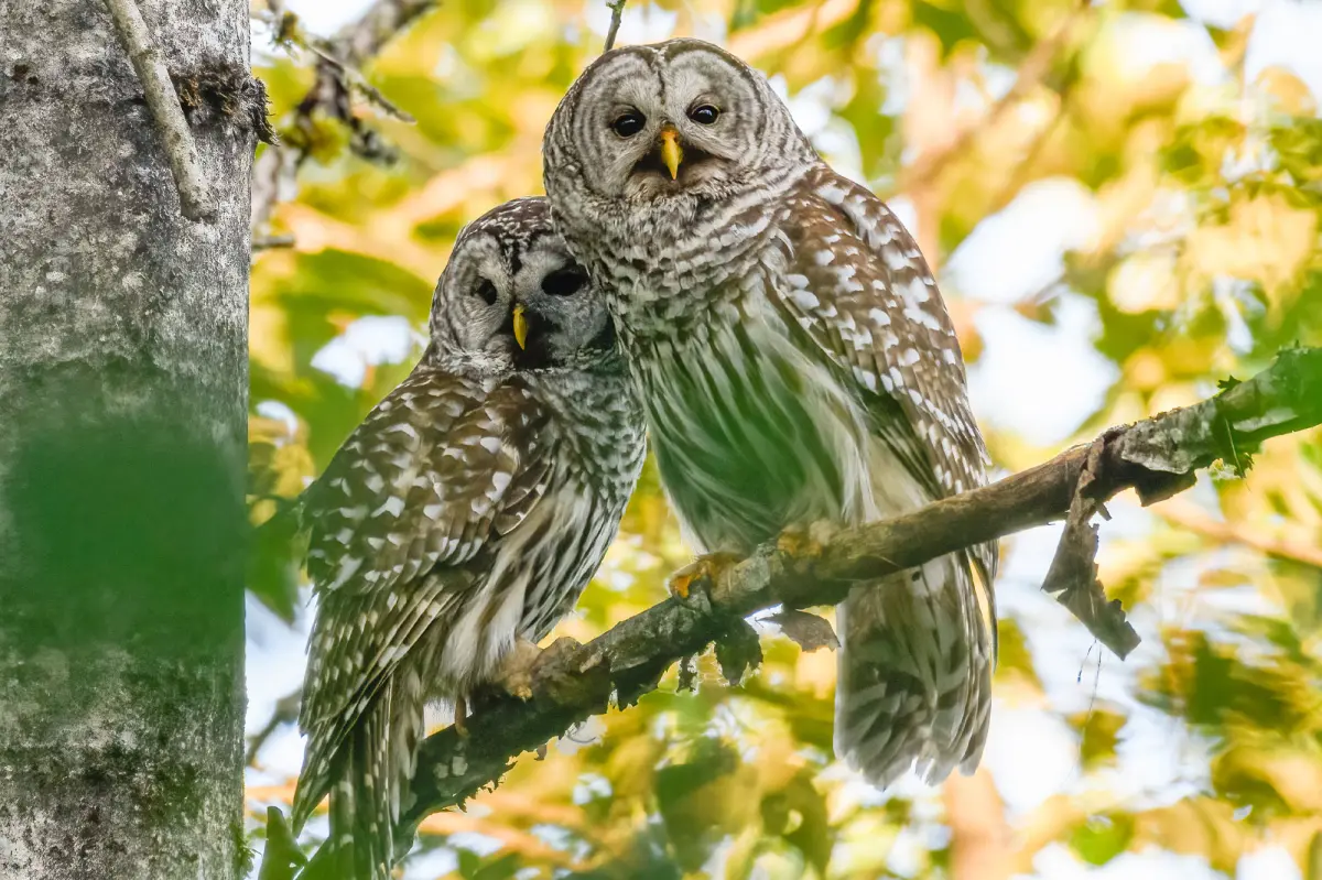Why thousands of adorable owls are about to be brutally killed on the West Coast