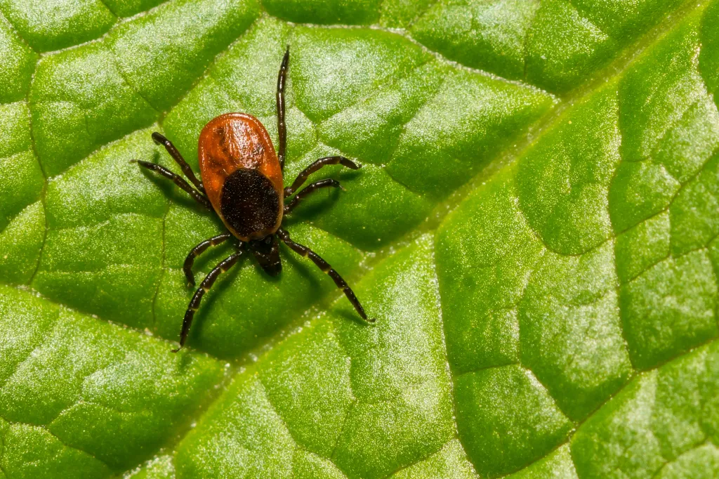 Powassan is most prevalent from late spring through mid-fall, when tick populations peak and outdoor activity increases.