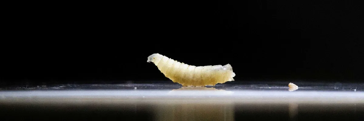 Red state declares massive disaster as flesh-eating parasite arrives after Trump cuts