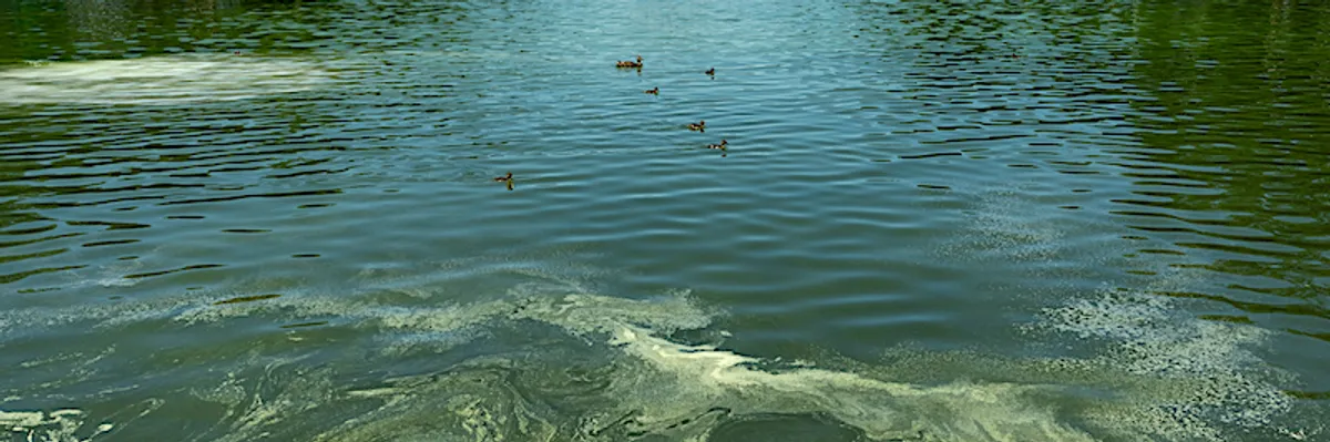 CNN plumbs depths of ‘green as heck’ Reflecting Pool’s algae infestation