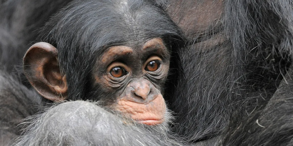 Scientists tickled monkeys to find if they have the same giggles as humans — and they do