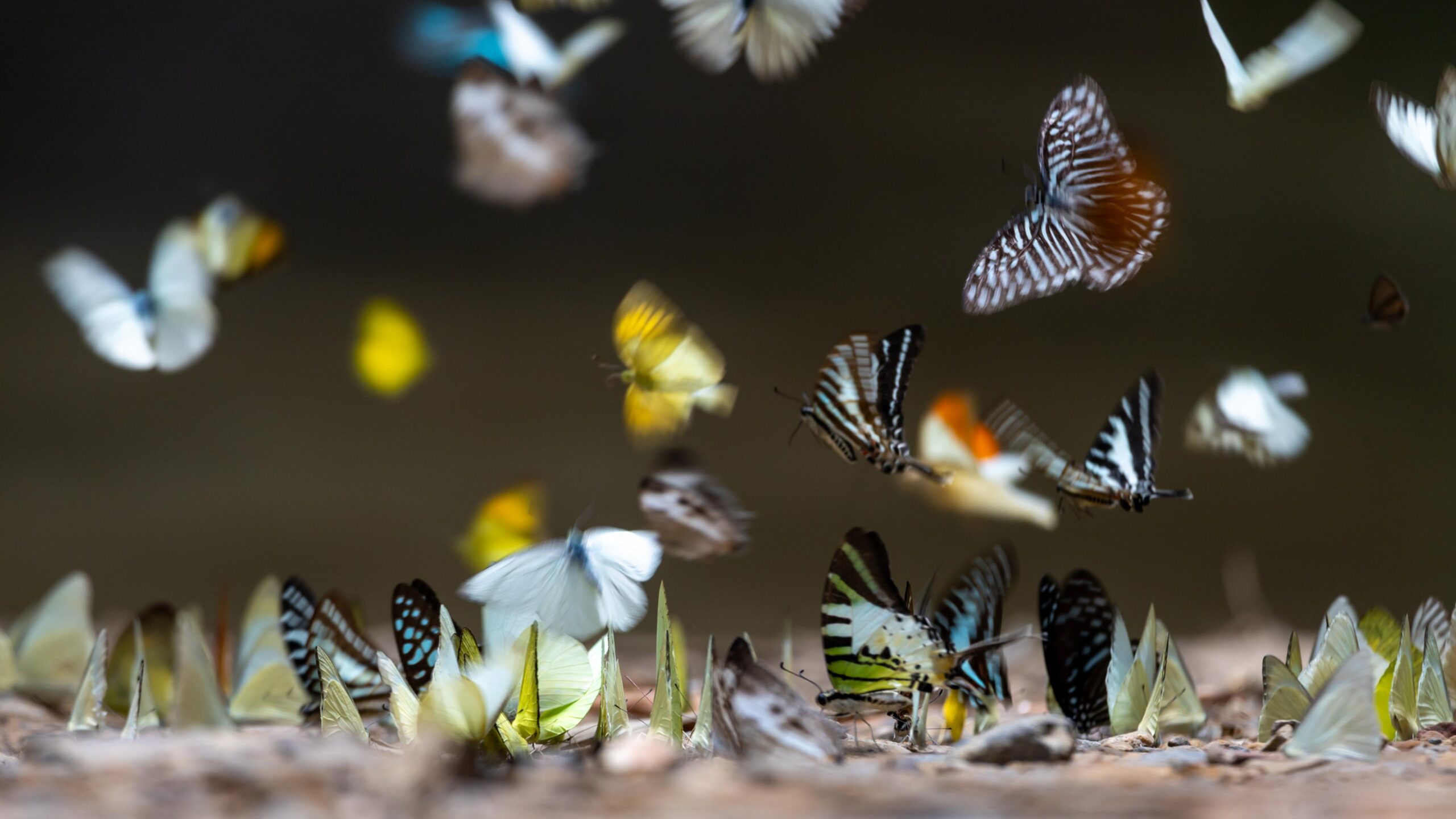 We’ve Been Undercounting the Insects. There May Be Three Times as Many Species as We Knew