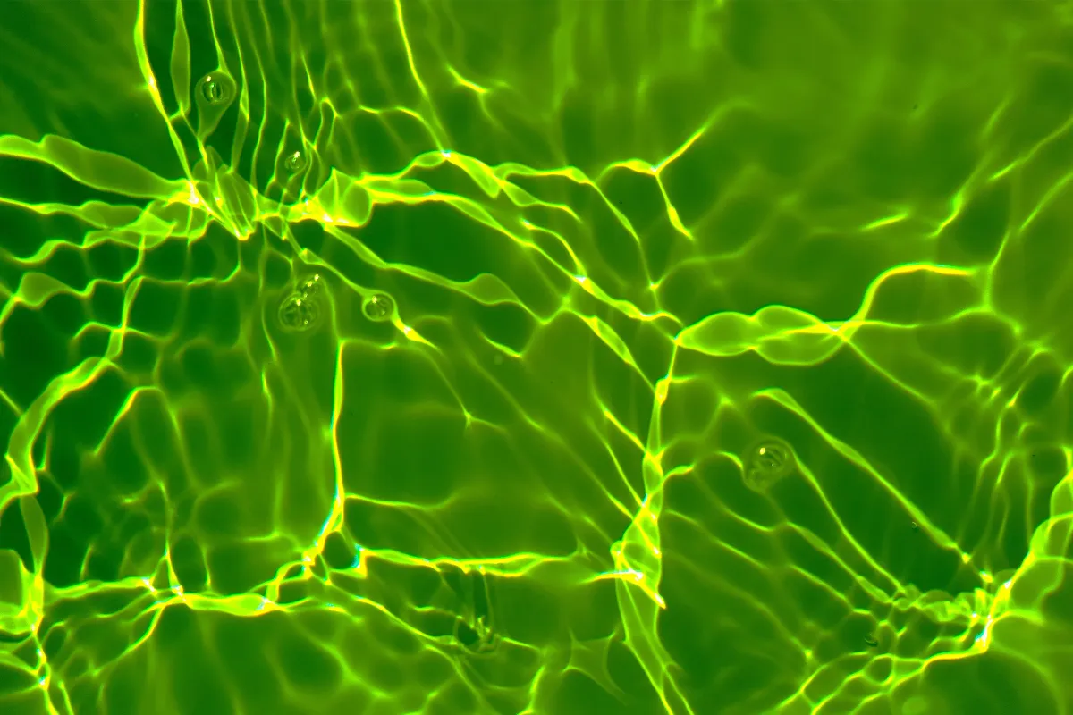 You Are Entirely Unready to Learn the Name of the Company That Accidentally Filled the Reflecting Pool With Green Algae