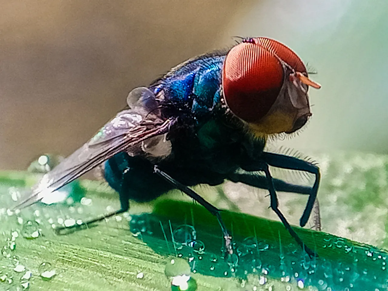 Not to Alarm Anyone, but Flesh-Eating Screwworms Have Entered the US