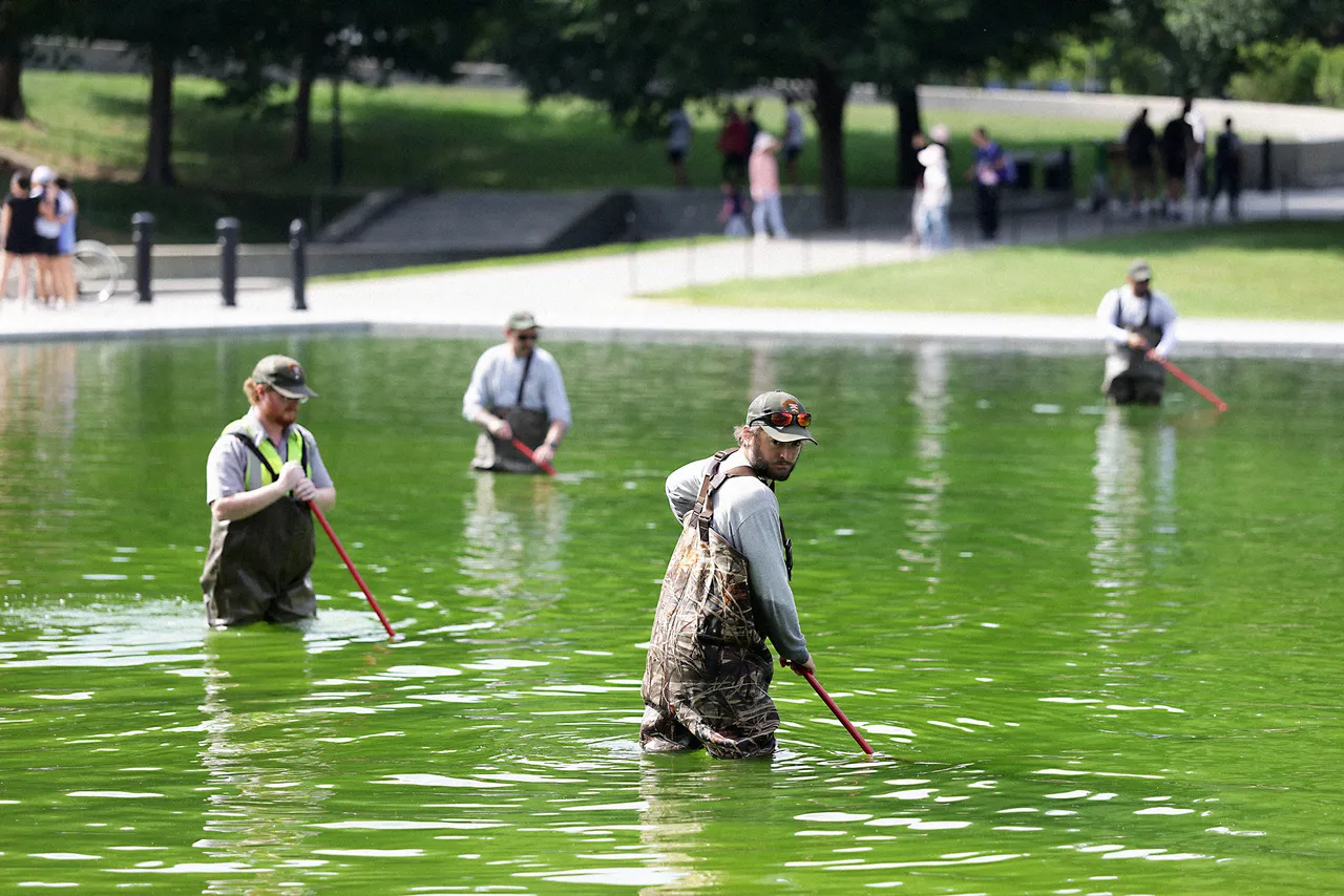 Why the Reflecting Pool Is Full of Algae After Trump’s Renovation