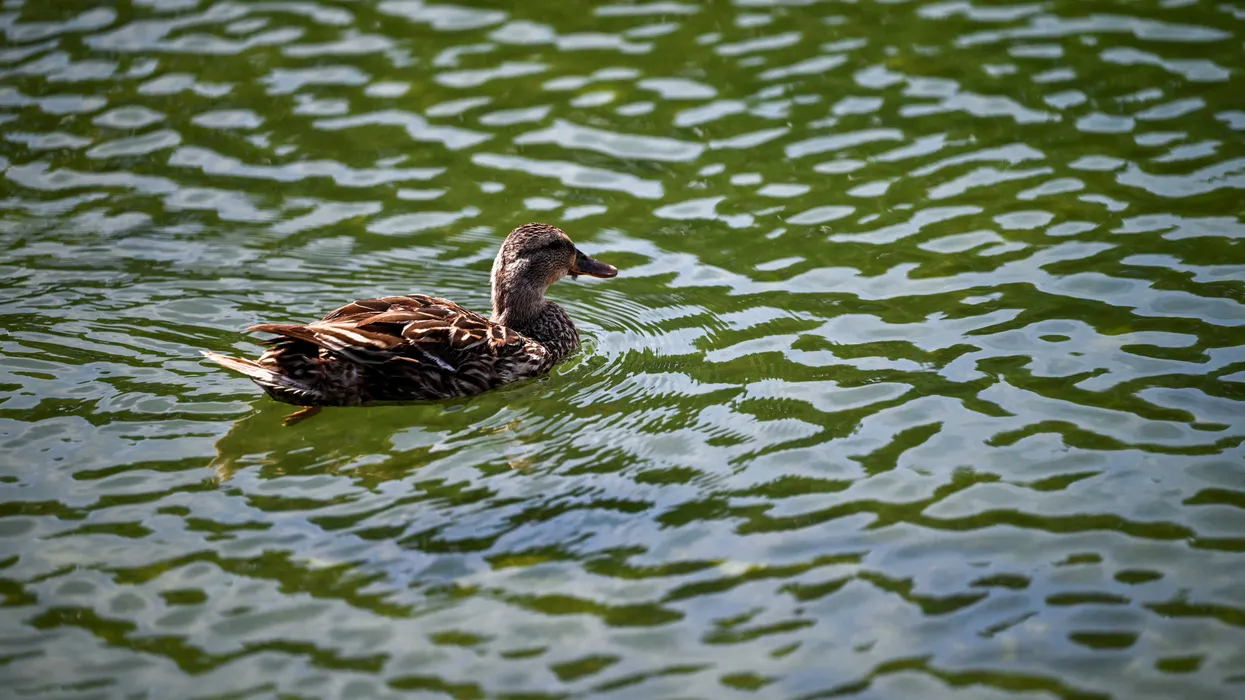 Journalist reports on harm to ducks from Reflecting Pool: ‘It’s worse than you think’