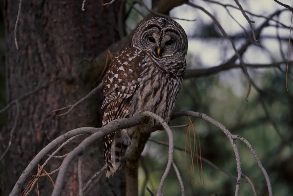 Barred owl perched on a tree branch.