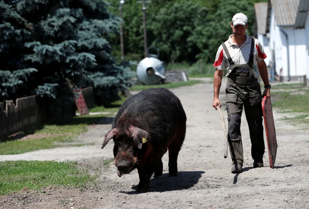 A farm worker guides a black boar with a stick on a dirt path.