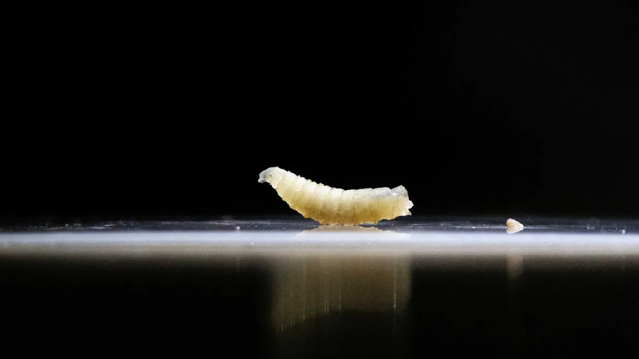 Trump official alarms onlookers with claims about a destructive parasite: ‘Totally fine’