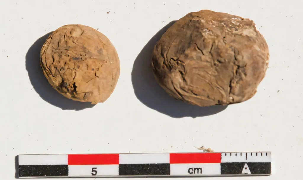 Two chuño, or freeze-dried potatoes, with a ruler showing a measurement of 5 cm.