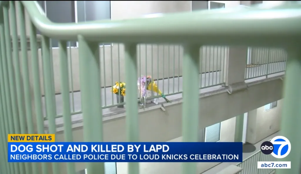 A news still from ABC7 about a dog shot and killed by LAPD, with the text "NEW DETAILS DOG SHOT AND KILLED BY LAPD NEIGHBORS CALLED POLICE DUE TO LOUD KNICKS CELEBRATION" displayed over a green railing and flowers on a balcony.