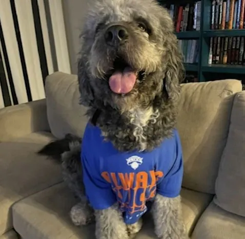 A fluffy gray and black dog wearing a blue "Always Knicks" t-shirt, sitting on a sofa.