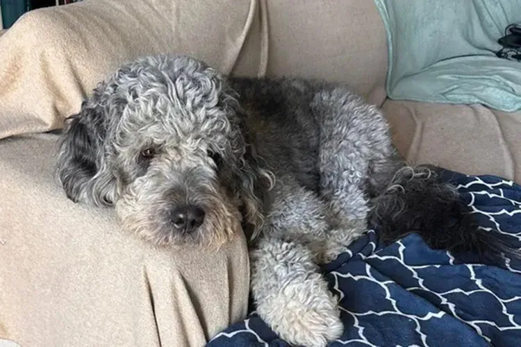 Jameson, a curly-haired gray dog, lies on a light-brown sofa with a blue and white patterned blanket.