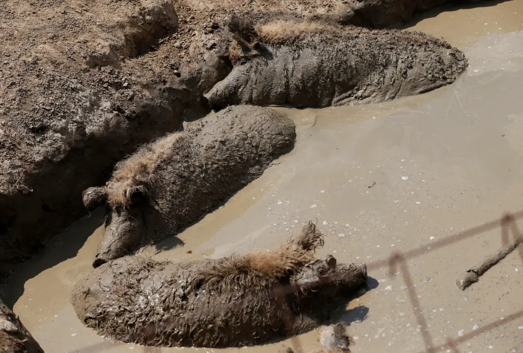 Mangalica pigs covered in mud in a pig farm in Hungary.