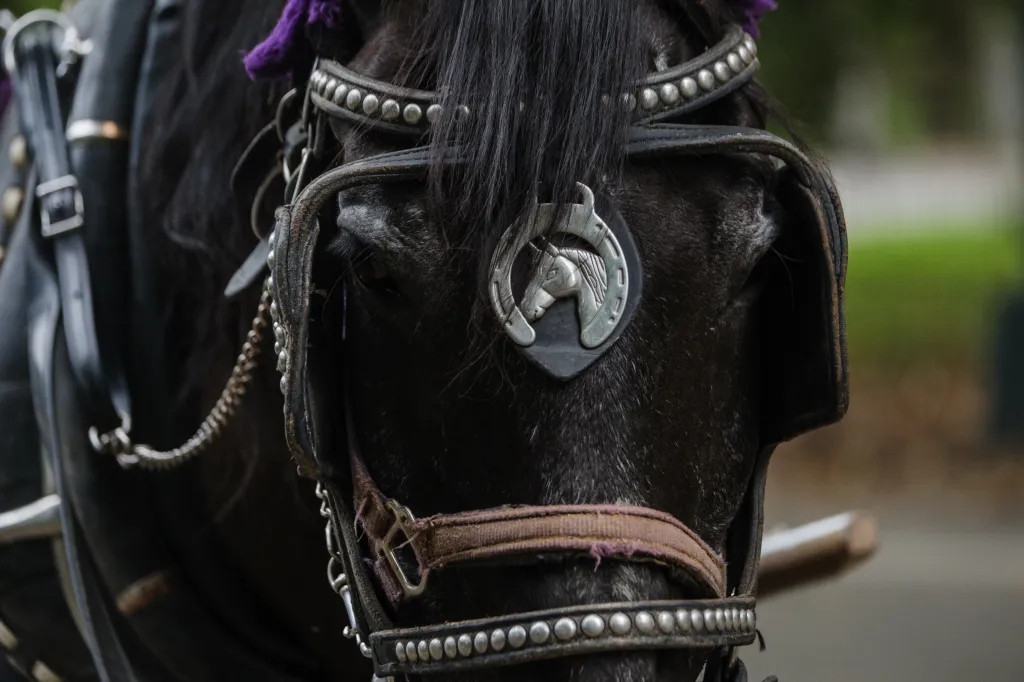 Close-up of a horse in harness.
