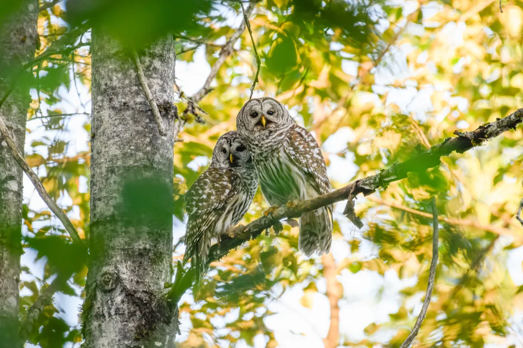 A pair of barred owls resting together on a tree branch in a sunlit woodland.