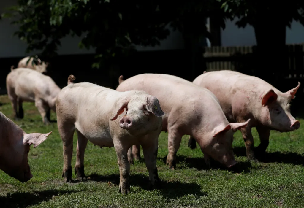 Pigs on a farm in Rabacsecseny, Hungary.