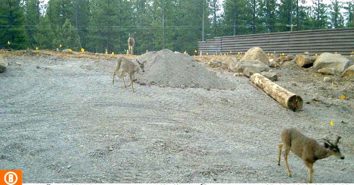 Mule deer become first animals to use California’s first wildlife crossing