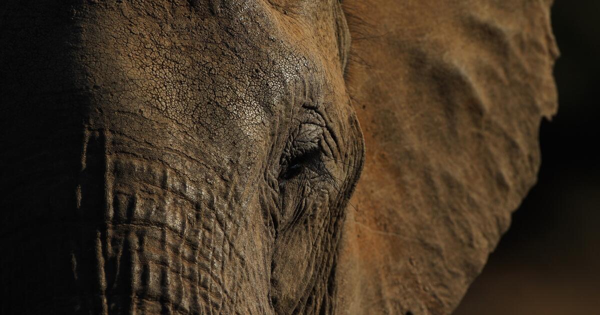 Human wars are displacing and killing hidden nations of animals