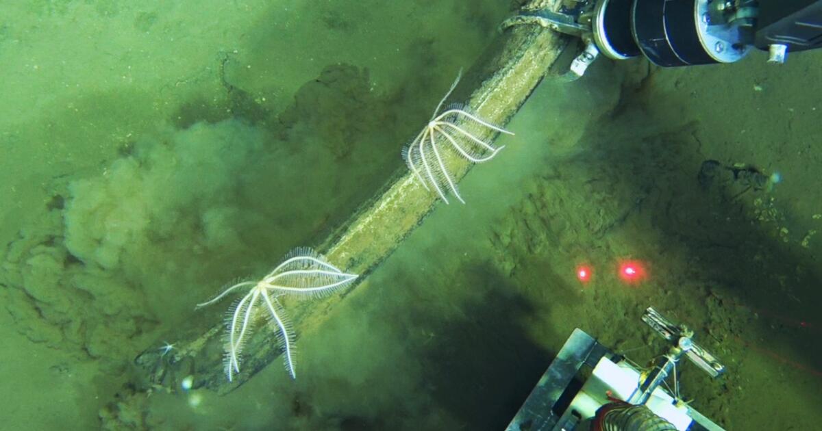 Scientists find a whale graveyard in the Indian Ocean that’s millions of years old