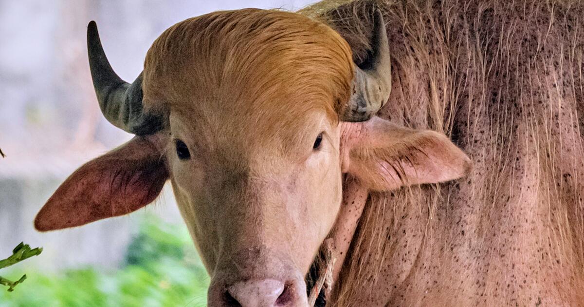 Rare albino buffalo named after Donald Trump for its golden locks draws crowds at Bangladesh zoo