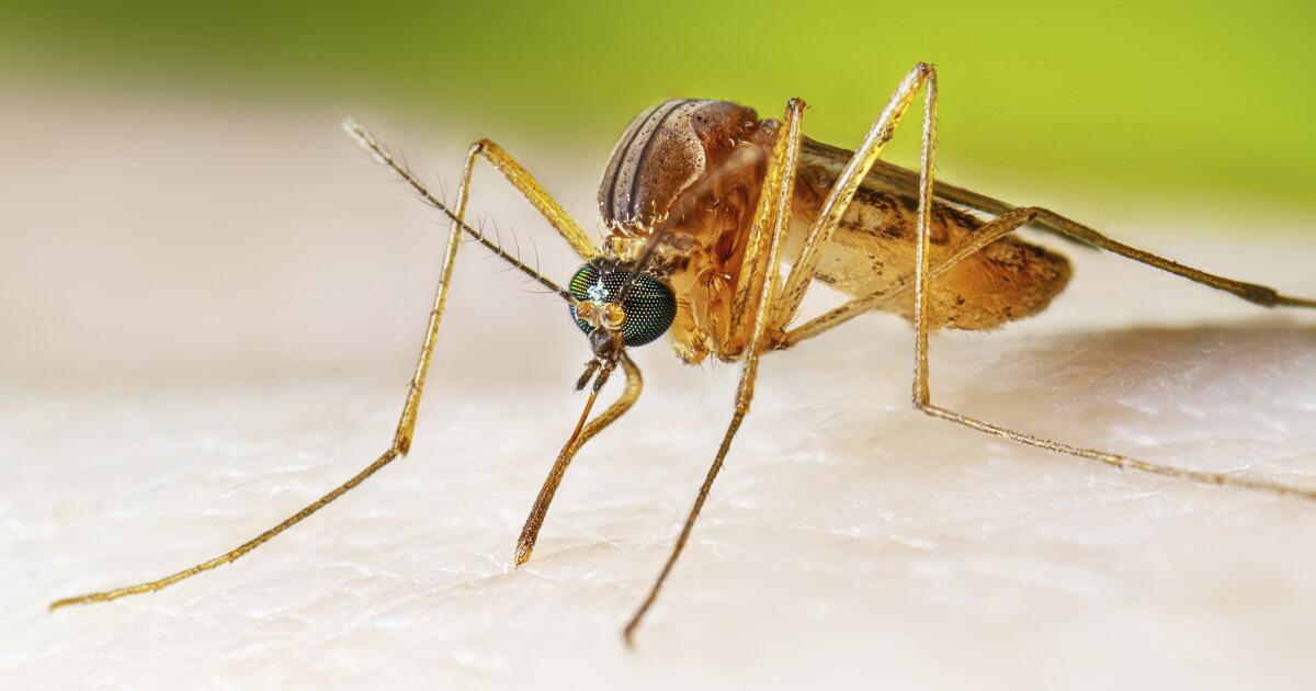 Health officials warn of West Nile virus in mosquito in Alhambra, human infection in Long Beach