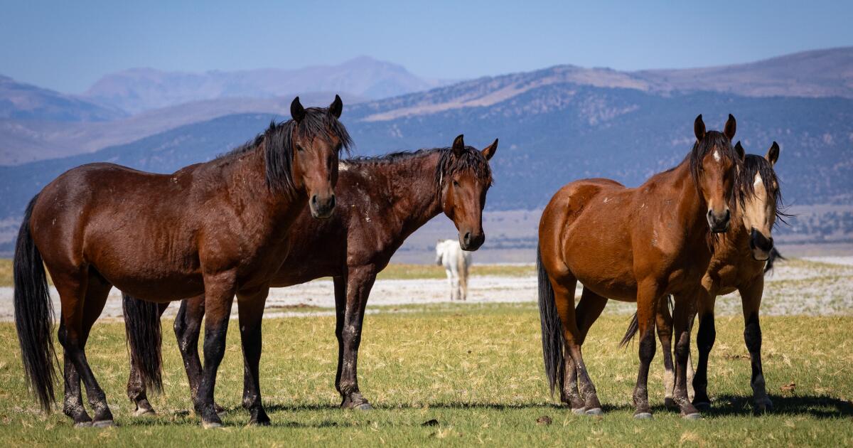 450 wild horses face a roundup in Eastern Sierra as feds proceed with contested plan