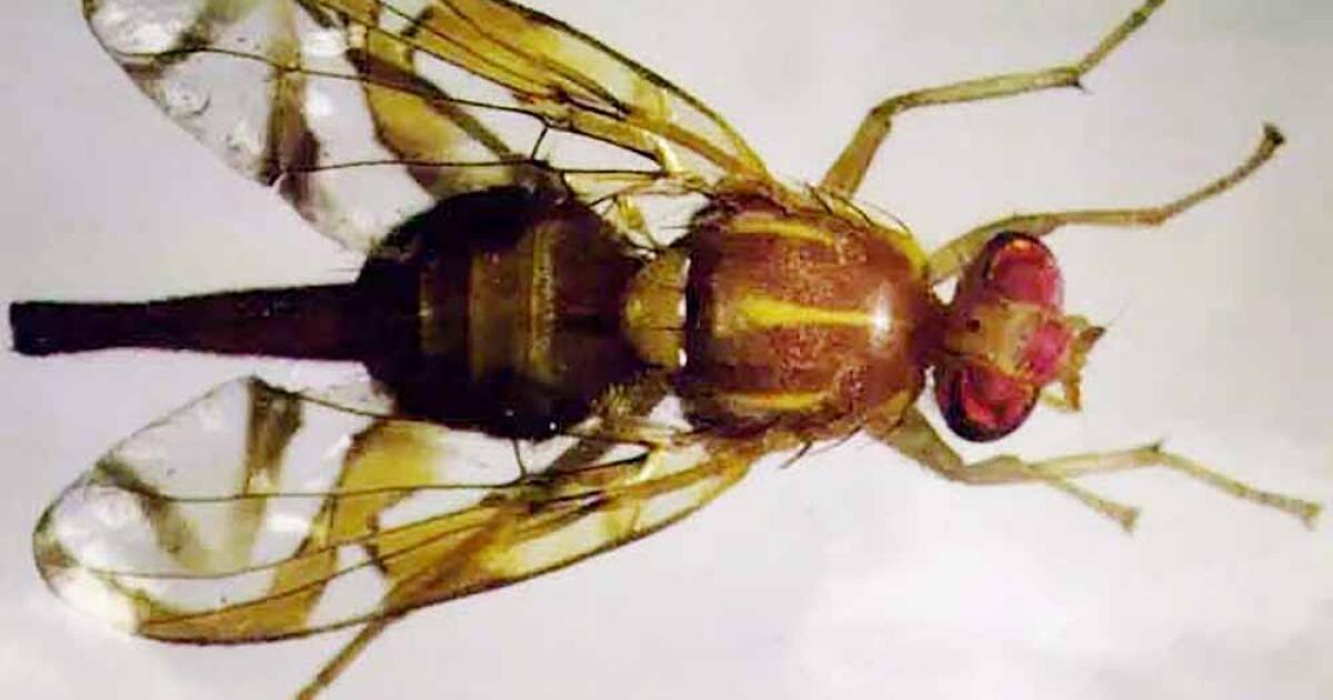 Millions of sterile male Mexican fruit flies to be released in San Diego County