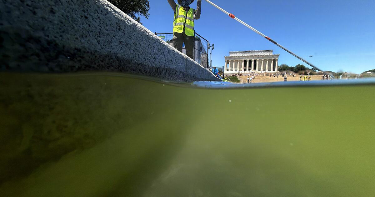 Here is why the Lincoln Memorial Reflecting Pool went green so fast
