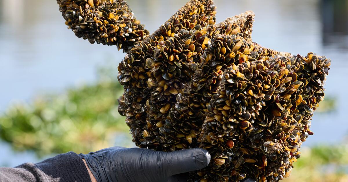 California ends Lake Oroville boat inspections meant to block destructive mussels